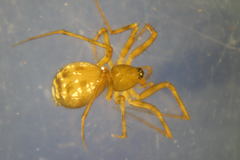 Lepthyphantes leprosus
