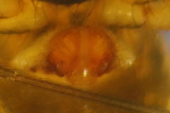 Lepthyphantes leprosus