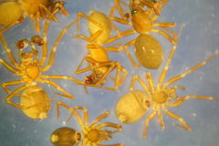 Microneta viaria