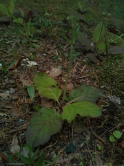Salvia lyrata