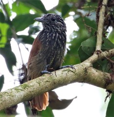 Thamnophilus nigriceps