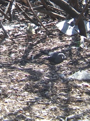 Dumetella carolinensis