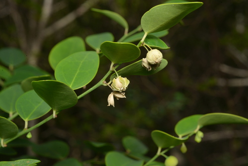 Phyllanthus serpentinus observed 2021-12-29