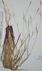 Carex purpurifera
