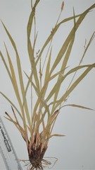 Carex purpurifera