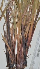 Carex purpurifera
