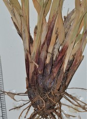 Carex purpurifera