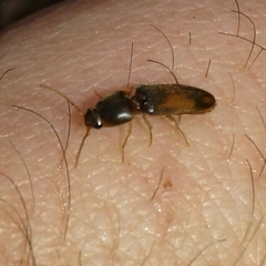 Aeolus melliculus