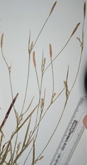 Carex purpurifera