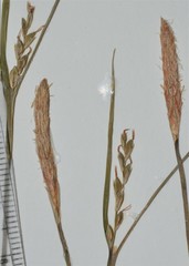 Carex purpurifera