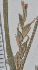 Carex purpurifera