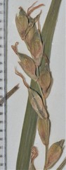 Carex purpurifera