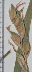 Carex purpurifera