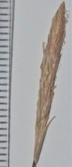 Carex purpurifera