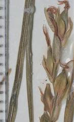 Carex purpurifera