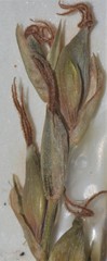 Carex purpurifera