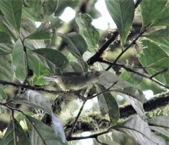 Basileuterus melanotis