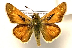 Hesperia leonardus pawnee