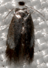 Stigmella multispicata