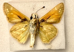 Hesperia leonardus pawnee