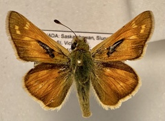 Hesperia leonardus pawnee