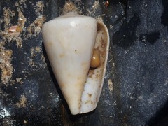Conus angasi