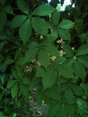 Parthenocissus quinquefolia