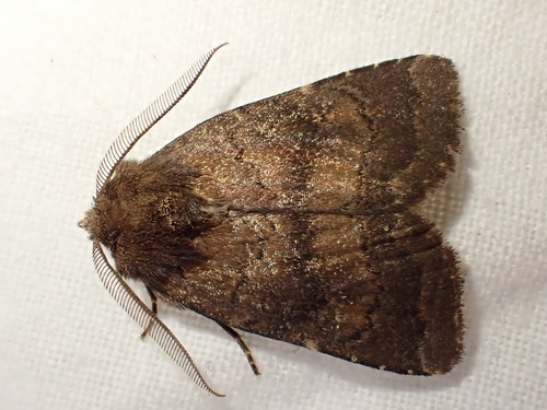 Brown Rustic