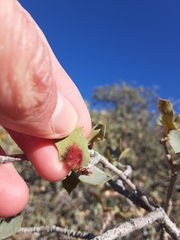 Neuroterus aliceae