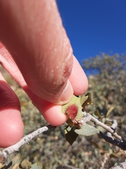 Neuroterus aliceae