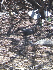 Dumetella carolinensis