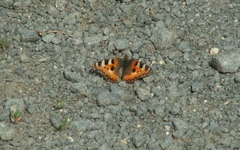 Aglais urticae urticae