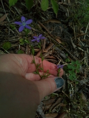 Triodanis perfoliata