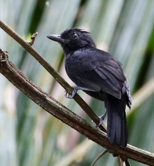 Thamnophilus nigriceps