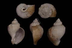 Neptunea arthritica