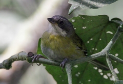 Chlorospingus flavopectus