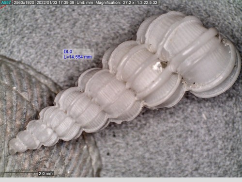 taxonomy_inaturalist image for Epitonium novangliae