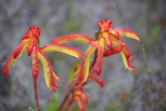 Anigozanthos humilis humilis