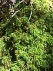 Sciadocladus menziesii