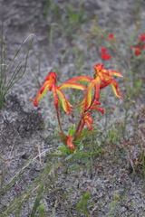 Anigozanthos humilis humilis