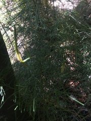 Lycopodium deuterodensum