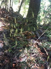 Lycopodium deuterodensum