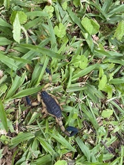 Centruroides bicolor