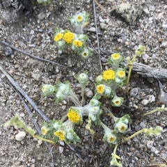 Eriophyllum pringlei