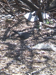 Dumetella carolinensis