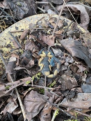 Centruroides bicolor