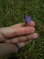 Triodanis perfoliata