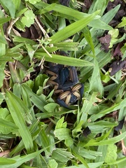 Centruroides bicolor