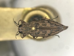 Chrysobothris dentipes