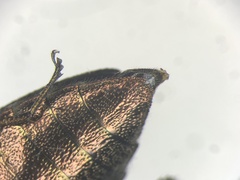 Chrysobothris dentipes